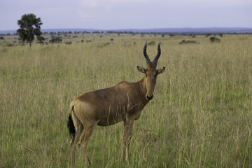 Antelope in the rift valley
