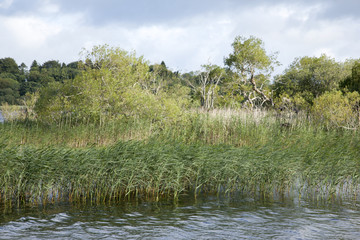 Lough Leane Lake, Killarney National Park