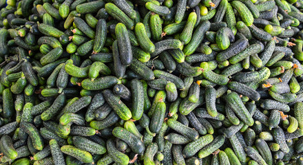 kışlık turşuluk salatalıklar