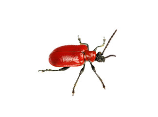 red beetle