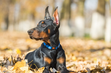 Doberman Pinscher portrait