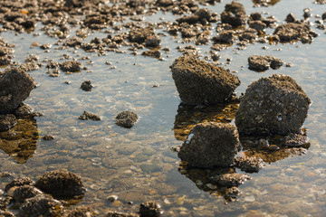 Stones with acorn barnacles in low sunlight