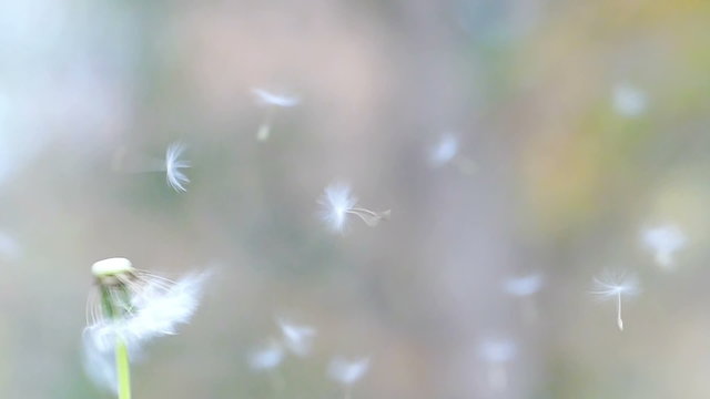 Blowing dandelion in the park in slow motion, Slow Motion Video clip