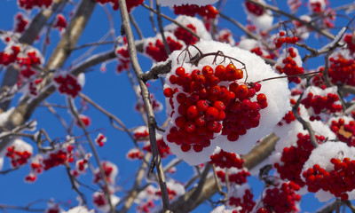 Bunch of Rowan in the snow against the sky.