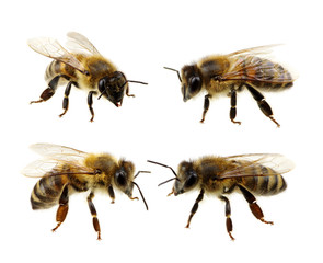 Set of bee