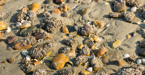 North Sea sand beach from close