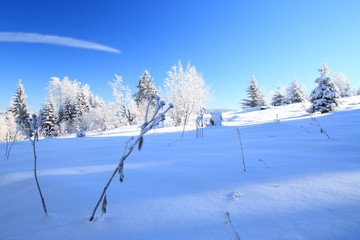 Winter landscape with trees covered by snow and clear blue sky