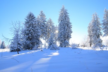 Pine trees in winter with back sunlight