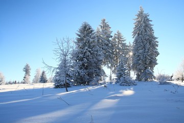 Beautiful winter scene with pine trees covered by snow and back sunlight