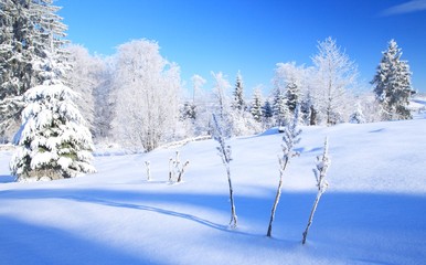 Obraz premium Winter idyllic scene with plants and trees covered by snow