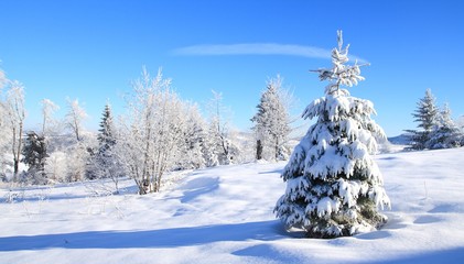 Fototapeta premium Pine tree in winter, covered by snow