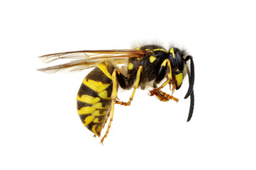 wasp