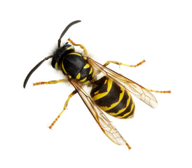 wasp