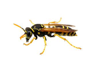 wasp