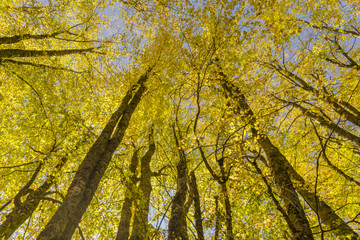 autumn  forest  , colors
