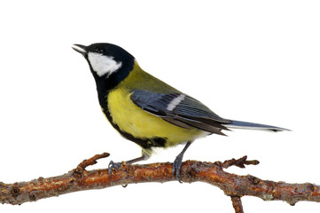Fototapeta premium great tit