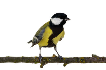 great tit