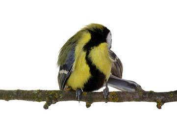 great tit