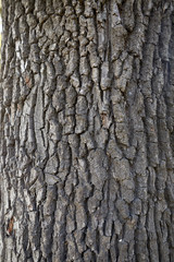 the texture of the bark of the trunk of the secular oak