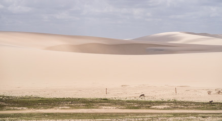 Sand dunes in windy Jericoacoara, Brazil