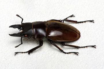 Stag beetle