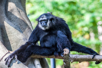 Northern white cheeked gibbon