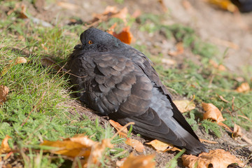 dark pigeon on the grass