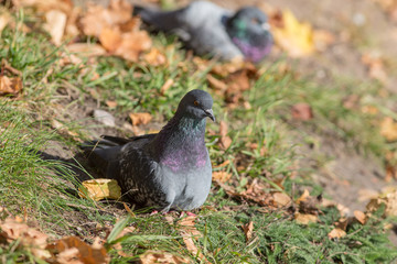 pigeons on the grass