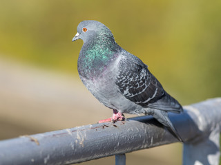 Portrait of pigeon