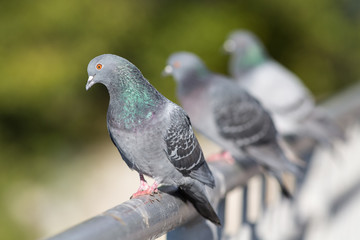 three gray pigeon
