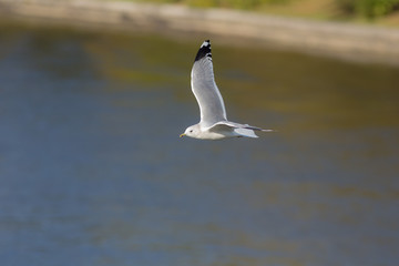 seagull in flight