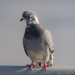 Portrait of pigeon closeup