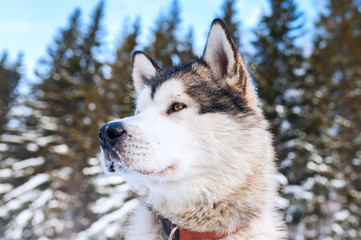 Husky dog looking into the distance. Against the background of t