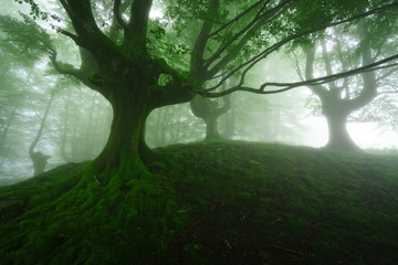 Obraz premium foggy forest at spring