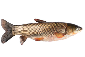Fish grass carp isolated on white background.