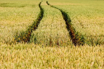 Tractor tracks in a yellow wheat field.