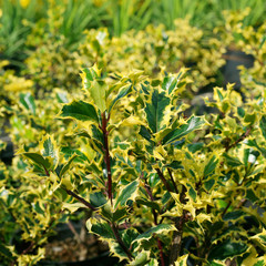 Fototapeta na wymiar Ilex aquifolium Rubricaulis Aurea - holly