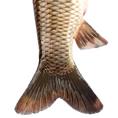 The tail of the fish carp isolated on white background