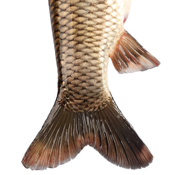 The tail of the fish carp isolated on white background