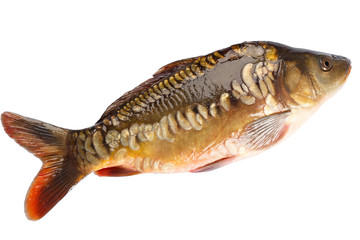 Fish carp isolated on white background