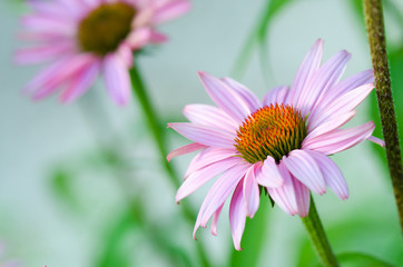 Obraz premium Sonnenhut Nahaufnahme