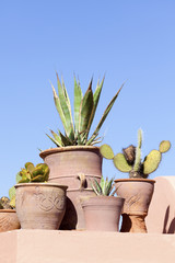 Succulent plants in handmade clay pots on rooftop at Marrakesh