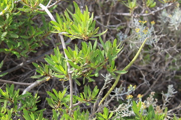 Flor de Periploca laevigata, Cornical. Canarias, España