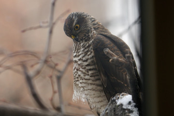 Sparrowhawk perching near the window