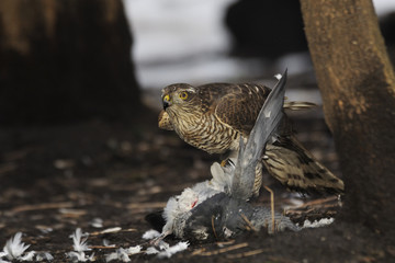 Sparrowhawk with prey