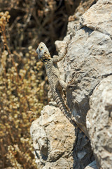 Greek lizard on a rock .