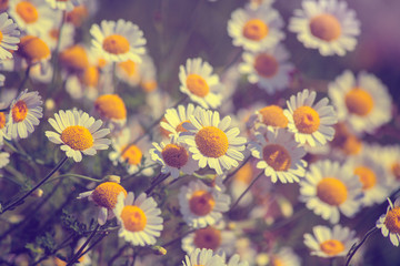 Vintage wilde chamomile flowers