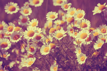 Vintage wilde chamomile flowers