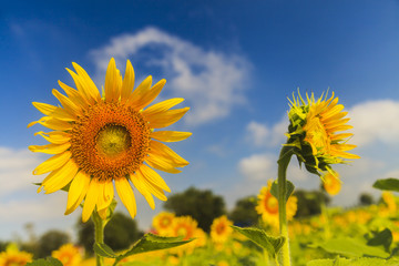 Obraz premium Sunflower on blue sky