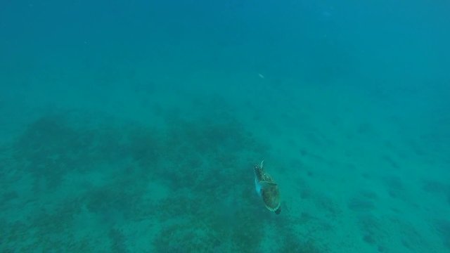 karettschildkroete beim luftholen und fressen im meer
